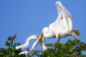 Hungry Egrets1.jpg