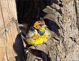 Bird From Hell copy.jpg