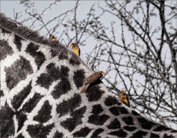 Free Ride Free Lunch copy copy.jpg