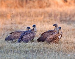 Lunch ? Where's Lunch ? copy.jpg