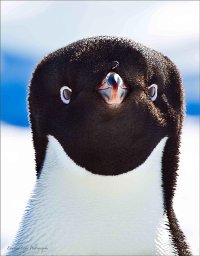 Intense Stare copy.jpg