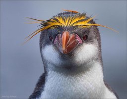 Feather Head copy.jpg