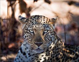 The Eyes Have It copy.jpg