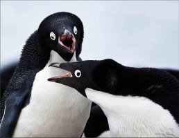 Angry Birds copy.jpg