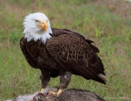 Racoon, It's whats for dinner-2-2.JPG