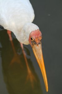 IMG_8247 (683x1024).jpg