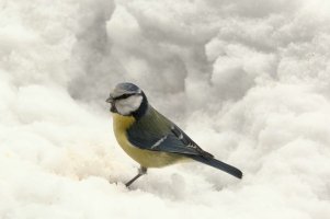 blue tit2.jpg