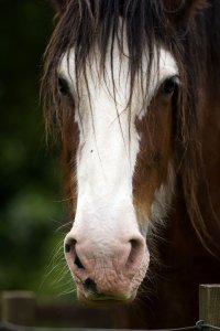 NATUREanimalsHORSE2.jpg