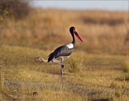 Can Do This All Day copy.jpg