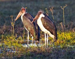 Old Guys in the Sun copy.jpg