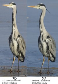 GreyHeronTest copy.jpg