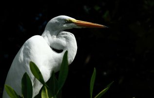 Egret Jamaica.jpg