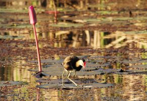 Comb Crested Jacana_478.jpg