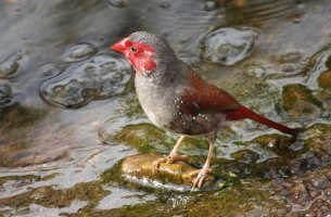 Crimson Finch_256.jpg