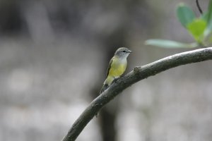 Lemon Beliied Flycatcher_346.jpg