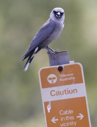 Black faced woodswallow.jpg