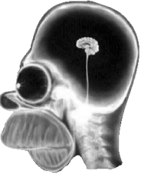 Homer Brain.png