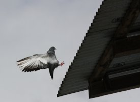 IMG_2397 pigeon Bhutan.jpg
