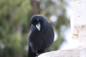 IMG_3623 Bhutan crow.jpg