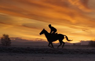 Horse shadow against the sky curragh dawn.jpg