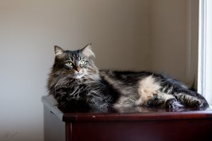 70-200L 2.8II.jpg