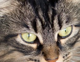 f1.4 center crop.jpg