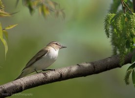 WHR-TennesseeWarbler.JPG
