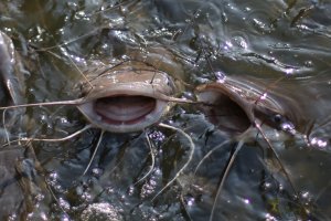 Catfish-2.jpg