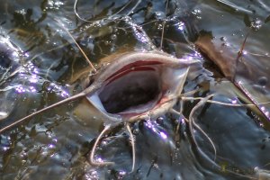 Catfish-3.jpg