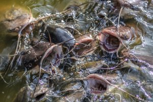 Catfish-4.jpg