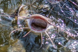 Catfish-5.jpg