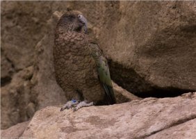 NZ_Kea.JPG