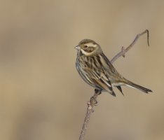 ReedBuntingN.jpg