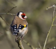 GoldFinch1200.jpg
