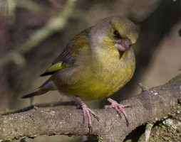 Greenfinch1235.jpg