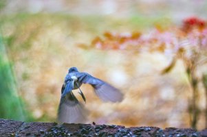 Voigtlander bird bokeh fall 2012, cropped.jpg