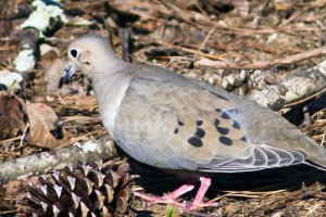Dove on ground, crop, 400mm, 9440, March 2012 .jpg