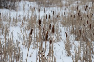 dsc_0892.jpg