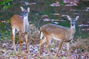 fawn pair at pond mouth open, 11-2-12, 1874, web jpg.jpg