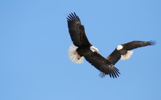 eagles.jpg