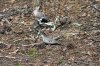 Dove on ground, uncropped .jpg