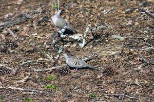 Dove on ground, uncropped .jpg
