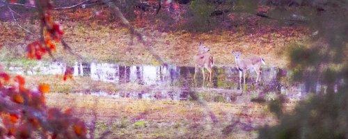 Deer at front yard puddle, closer up, 1-30-13, 2907.jpg