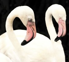 flamingos 2-Edit.jpg