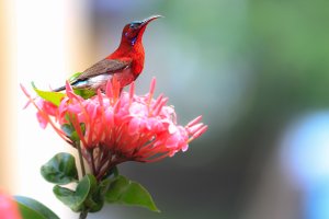 Sun Bird Red.jpg
