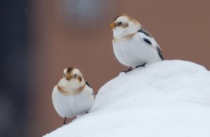 SnowBunting.jpg