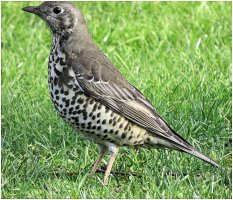 Thrush.JPG