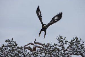 eagle in flight.jpg