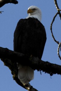 Eagle-4x6.jpg