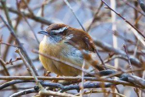 brown headed nuthatch, crop, 3181.jpg